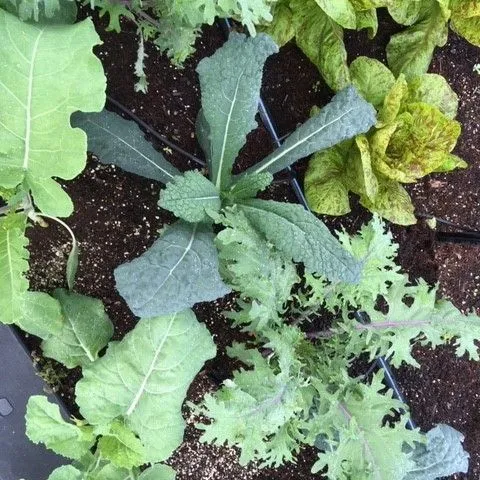 thumbnail for publication: Reclaimed Water in Your Florida-Friendly Edible Landscape